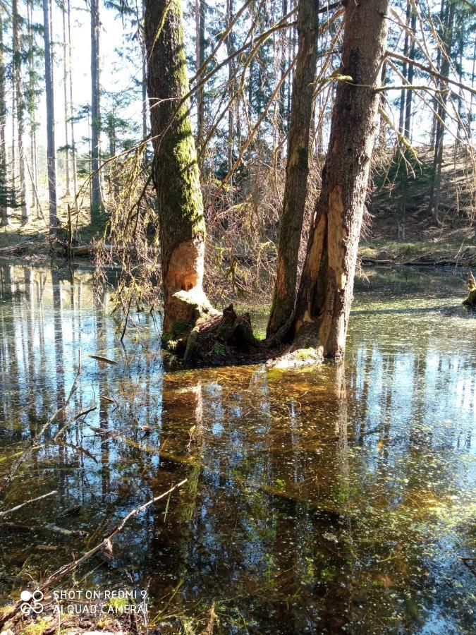 Domek Letniskowy Na Kaszubach, Borowy Mlyn, Jezioro Gwiazda Villa Luaran gambar